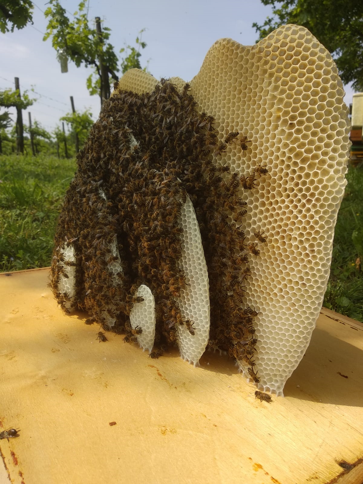 Favi costruiti naturalmente dalle api, come una creazione artistica