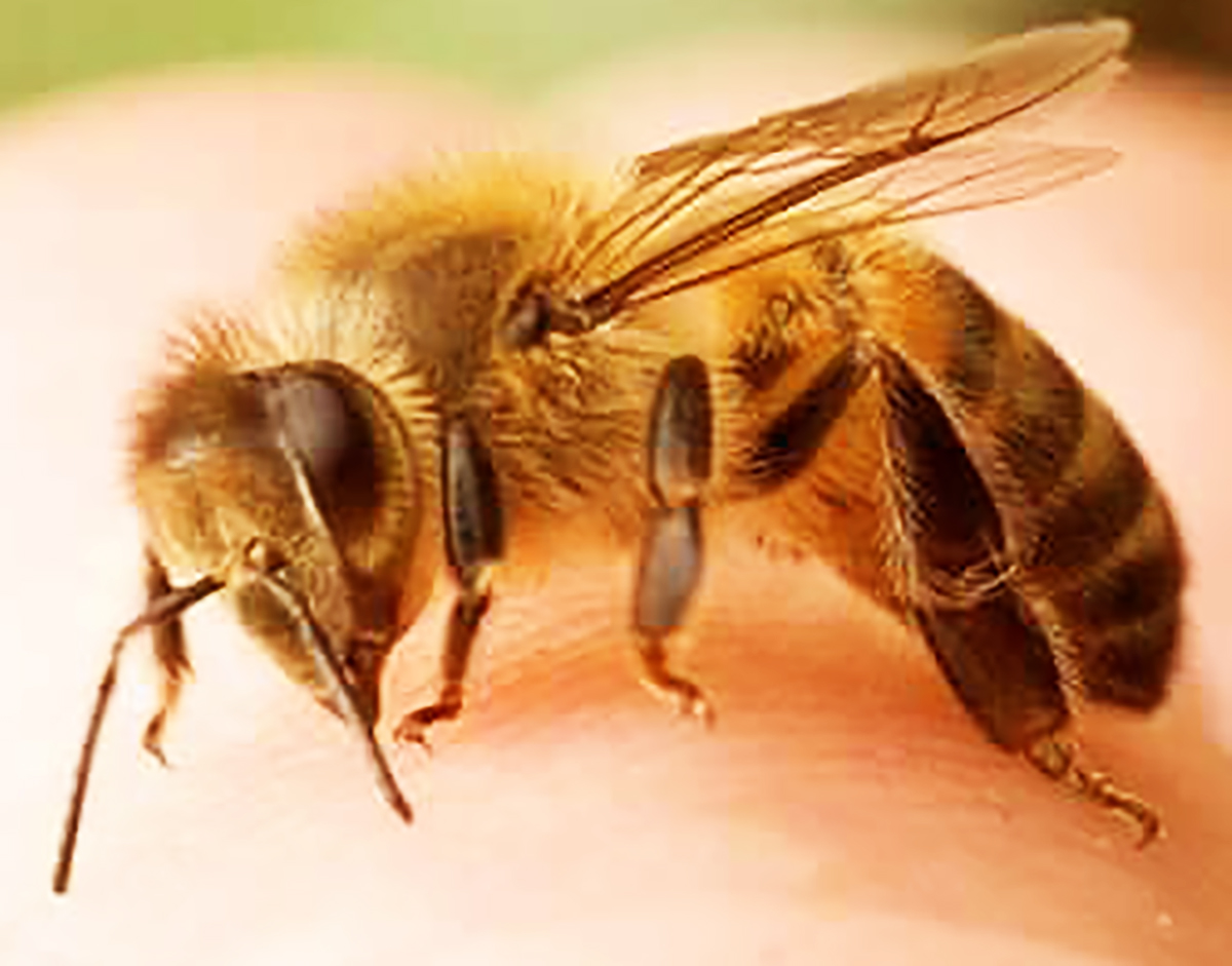 api italiane ape regina