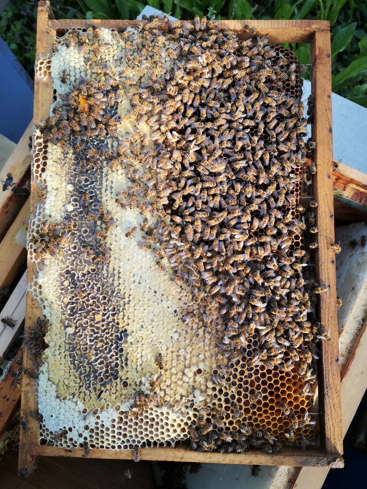 Favo con api, ape Regina e scorte di miele